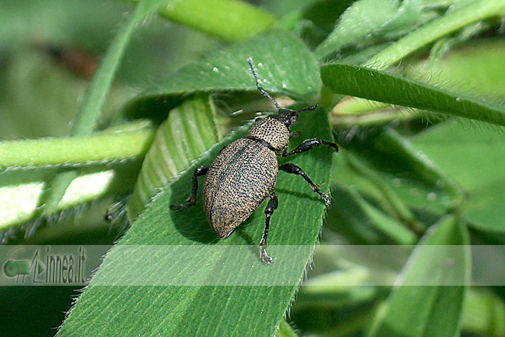 Otiorhynchus ligustici